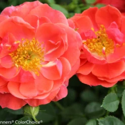 OSO Easy® Mango Salsa Rose - Proven Winners - 4" Pot