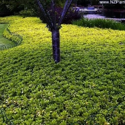 Japanese Spurge 48 Plants - Pachysandra - Hardy Groundcover - 1 3/4" Pots 5 Japanese Spurge 48 Plants - Pachysandra - Hardy Groundcover - 1 3/4" Pots -Outlet Buds Grow Store pachysandra4 24780.1616112449