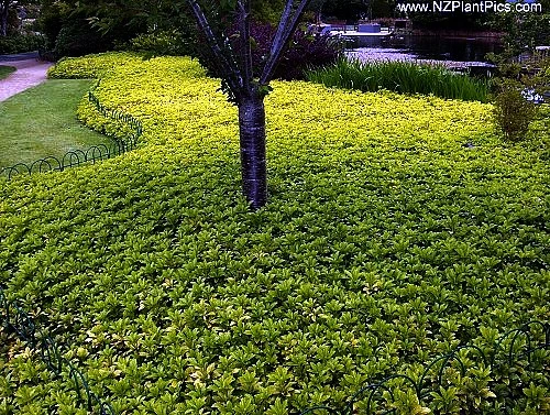 Japanese Spurge 48 Plants - Pachysandra - Hardy Groundcover - 1 3/4" Pots 3 Japanese Spurge 48 Plants - Pachysandra - Hardy Groundcover - 1 3/4" Pots - Image 3