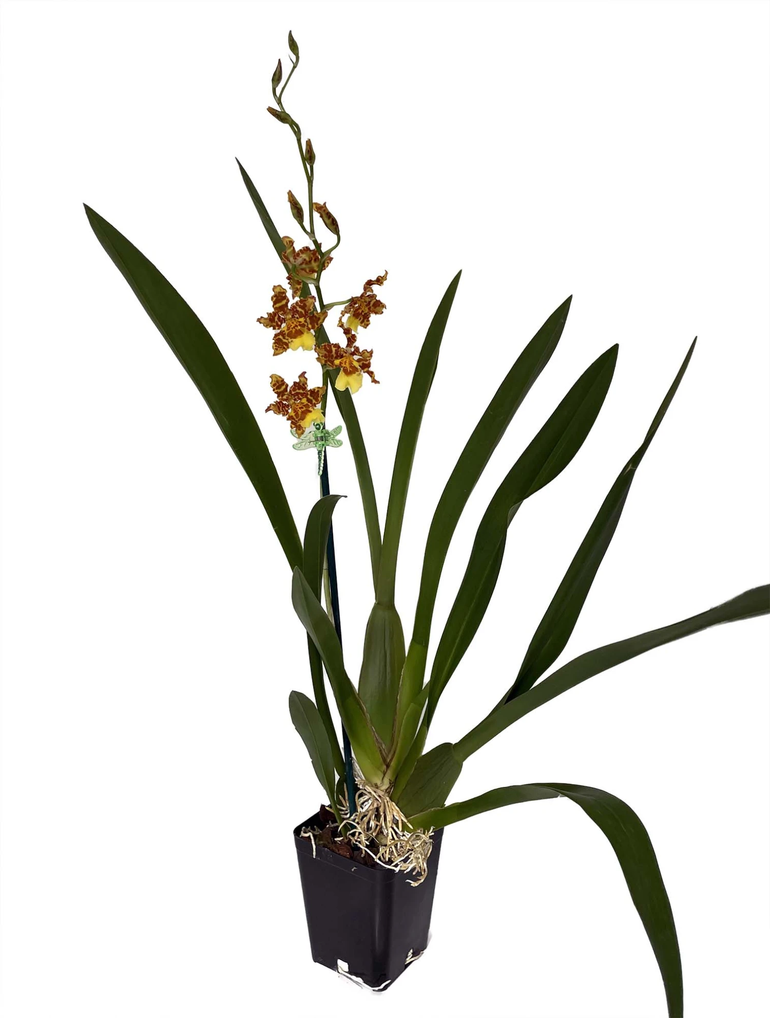 Wilsonara Pacific Passage Handsome Orchid -Oncidium -4" Pot - Collector Orchids 2 Wilsonara Pacific Passage Handsome Orchid -Oncidium -4" Pot - Collector Orchids - Image 2