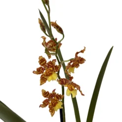 Wilsonara Pacific Passage Handsome Orchid -Oncidium -4" Pot - Collector Orchids