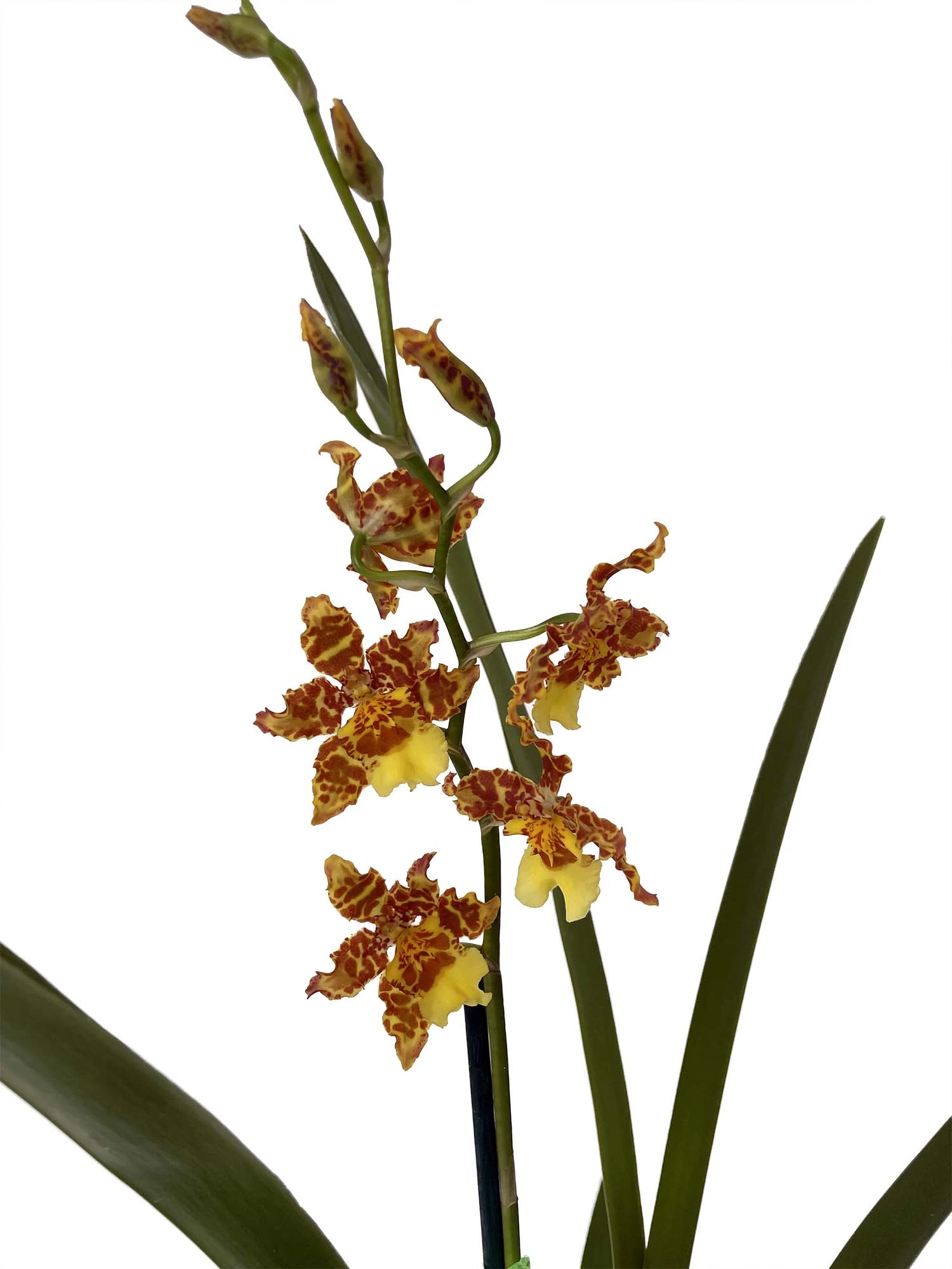 Wilsonara Pacific Passage Handsome Orchid -Oncidium -4" Pot - Collector Orchids 1 Wilsonara Pacific Passage Handsome Orchid -Oncidium -4" Pot - Collector Orchids