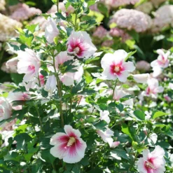 Paraplu Pink Ink® Hibiscus - Rose Of Sharon - Proven Winners - 4" Pot 10 Paraplu Pink Ink® Hibiscus - Rose Of Sharon - Proven Winners - 4" Pot -Outlet Buds Grow Store paraplu pink ink rose of sharon hibiscus 1 1080 1080 60 32101.1615344721