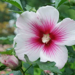 Paraplu Pink Ink® Hibiscus - Rose Of Sharon - Proven Winners - 4" Pot 8 Paraplu Pink Ink® Hibiscus - Rose Of Sharon - Proven Winners - 4" Pot -Outlet Buds Grow Store paraplu pink ink rose of sharon hibiscus 6 1080 1080 60 73596.1615344721