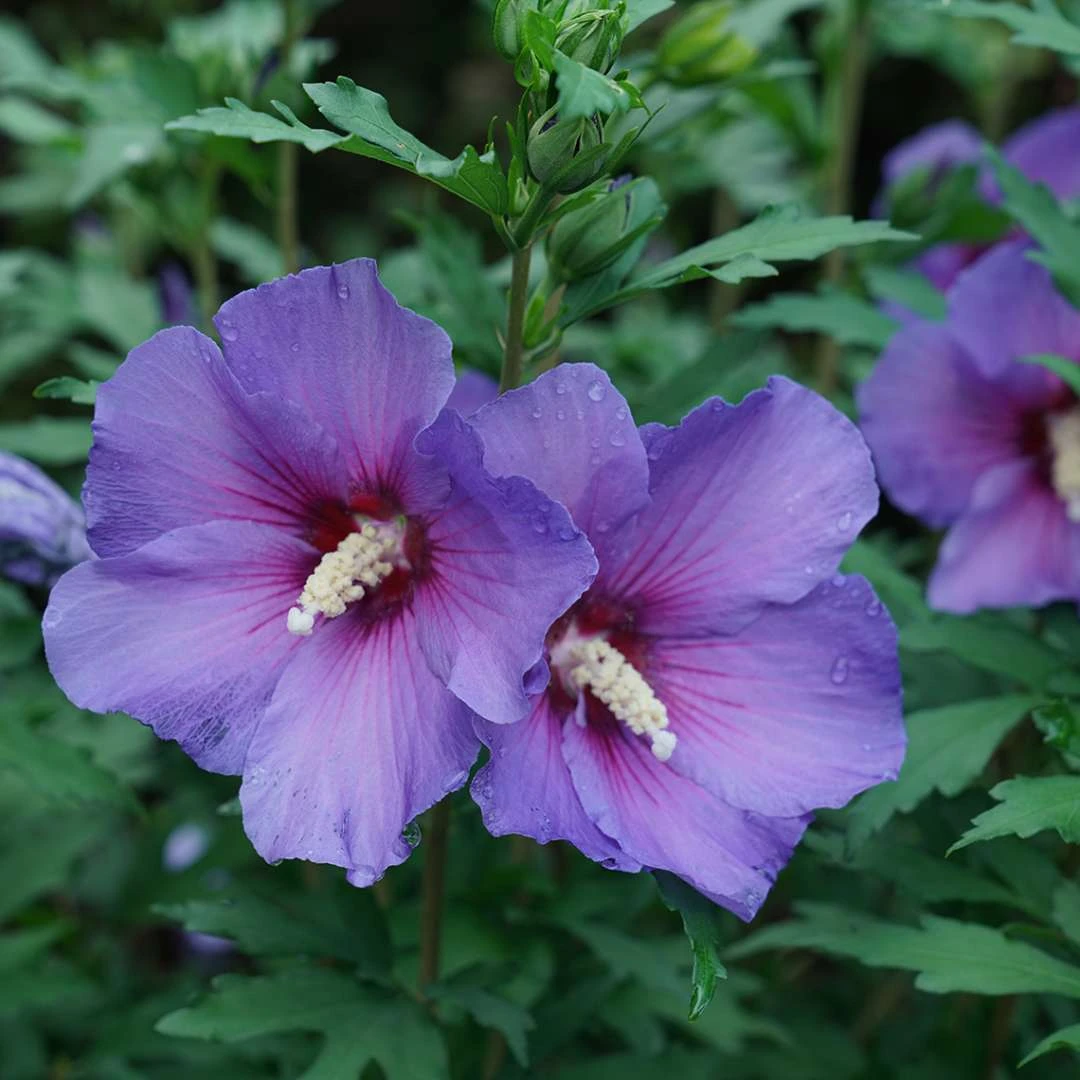 Paraplu® Violet - Rose Of Sharon - Hibiscus - 4" Pot - Proven Winners 1 Paraplu® Violet - Rose Of Sharon - Hibiscus - 4" Pot - Proven Winners