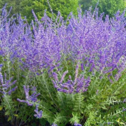 Crazy Blue Russian Sage Plant - Perovskia - Quart Pot