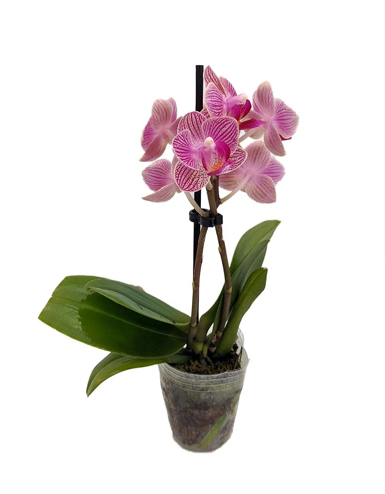 Surprise Moth Orchid Plant - Phalaenopsis - 2" Pot - Easy House Plant 1 Surprise Moth Orchid Plant - Phalaenopsis - 2" Pot - Easy House Plant