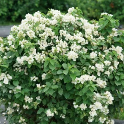 Illuminati Sparks™ Mock Orange - Philadelphus - Proven Winners - 4" Pot -Outlet Buds Grow Store philadelphus illuminati sparks 6 1080 1080 60 47082.1642397726