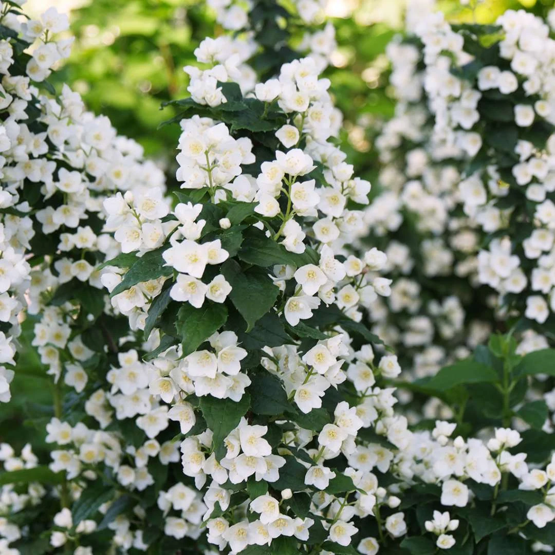 ILLUMINATI TOWER® Mockorange - Philadelphus - Low Grower - 4" Pot 1 ILLUMINATI TOWER® Mockorange - Philadelphus - Low Grower - 4" Pot