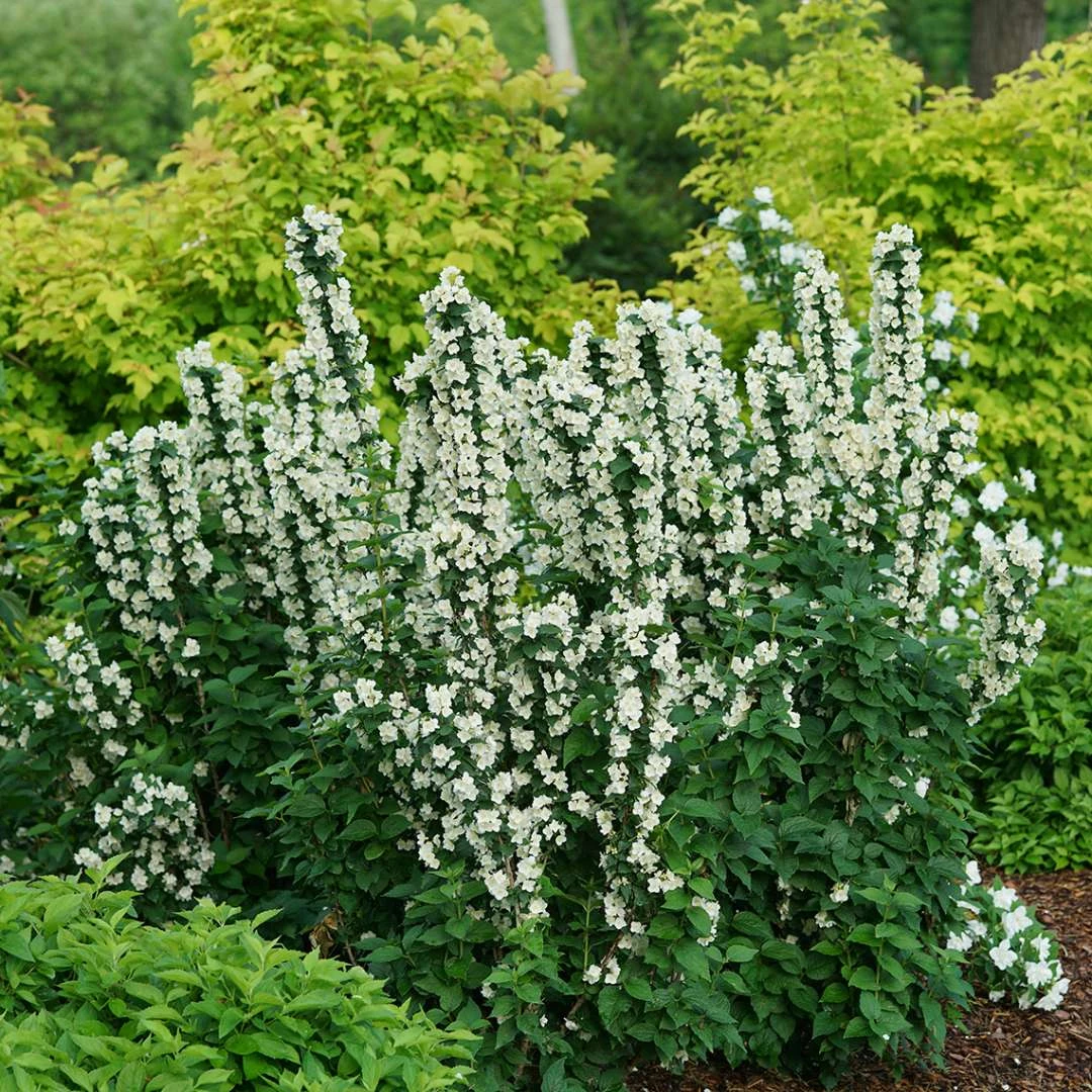 ILLUMINATI TOWER® Mockorange - Philadelphus - Low Grower - 4" Pot 2 ILLUMINATI TOWER® Mockorange - Philadelphus - Low Grower - 4" Pot - Image 2