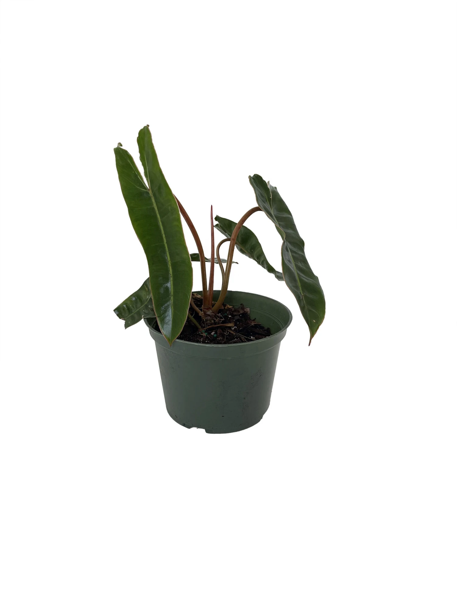 Rare Billietiae Philodendron - Easy To Grow House Plant - 6" Pot 1 Rare Billietiae Philodendron - Easy To Grow House Plant - 6" Pot