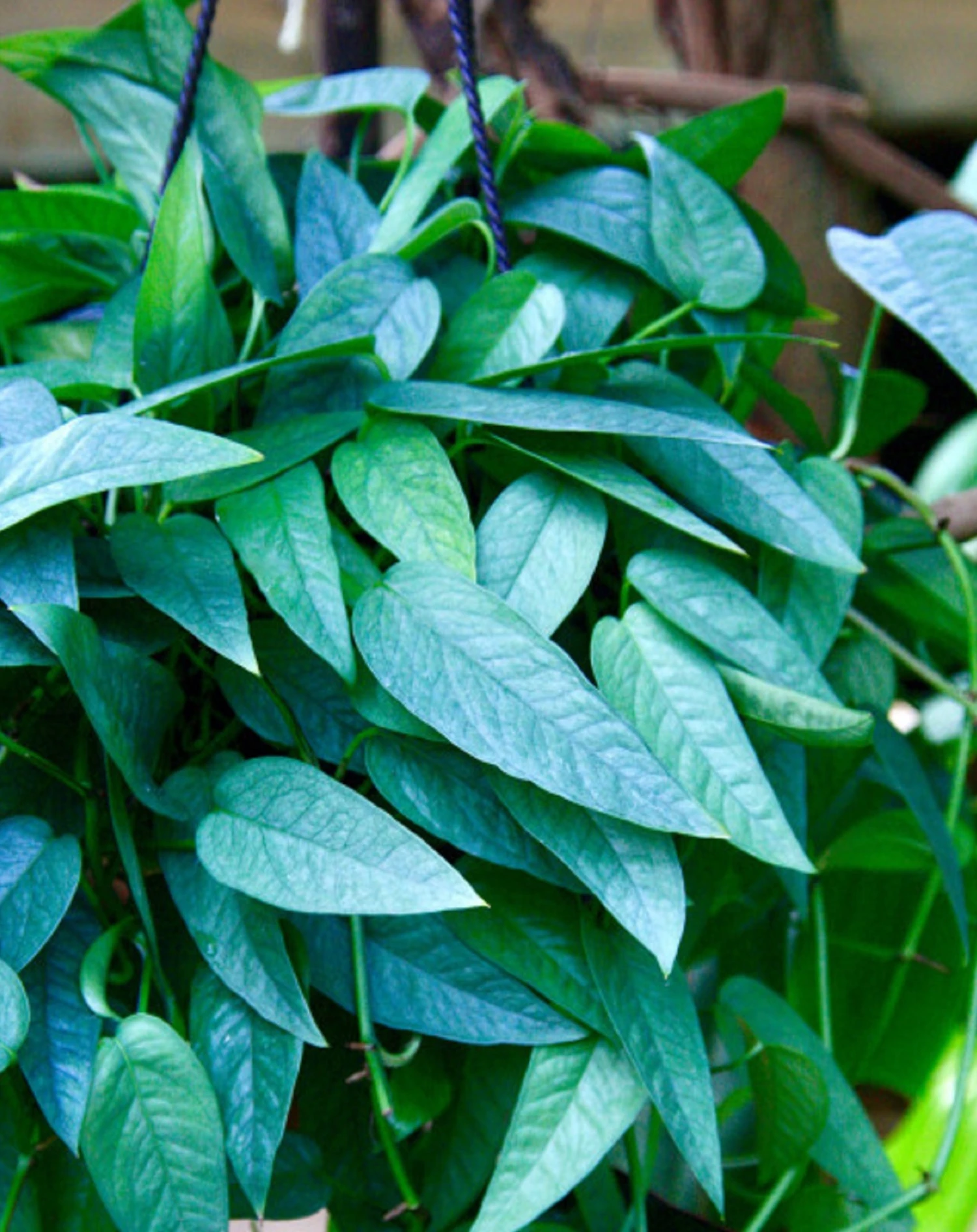 Rare Cebu Blue Pothos - Epipremnum Pinnatum - 4" Pot 2 Rare Cebu Blue Pothos - Epipremnum Pinnatum - 4" Pot - Image 2