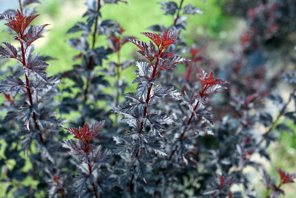 Summer Wine® Black Ninebark Shrub - NEW - Showy Flower - Hardy - Proven Winners 2 Summer Wine® Black Ninebark Shrub - NEW - Showy Flower - Hardy - Proven Winners - Image 2