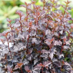 Summer Wine® Black Ninebark Shrub - NEW - Showy Flower - Hardy - Proven Winners 6 Summer Wine® Black Ninebark Shrub - NEW - Showy Flower - Hardy - Proven Winners -Outlet Buds Grow Store physocarpussummerwineblack2 89833.1615344655