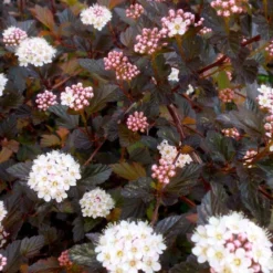 Summer Wine® Black Ninebark Shrub - NEW - Showy Flower - Hardy - Proven Winners