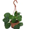 Chinese Money Plant - 4" Mini Hanging Basket - Pilea Peperomioides