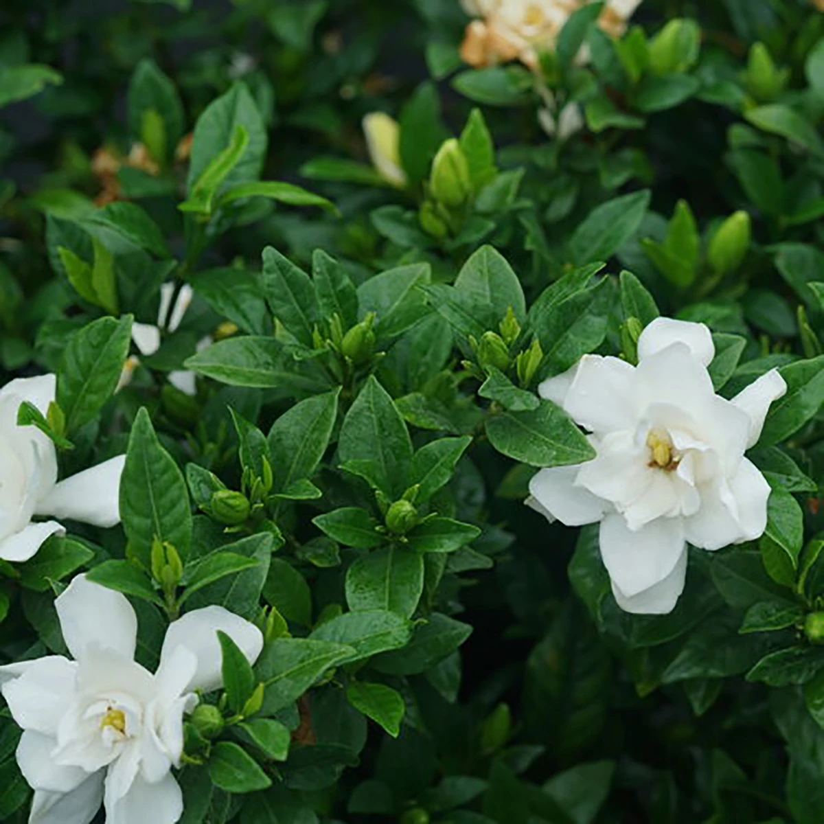 Pillow Talk® Gardenia Jasminoides - Proven Winners - 4" Pot 2 Pillow Talk® Gardenia Jasminoides - Proven Winners - 4" Pot - Image 2