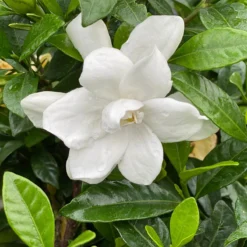 Pillow Talk® Gardenia Jasminoides - Proven Winners - 4" Pot 6 Pillow Talk® Gardenia Jasminoides - Proven Winners - 4" Pot -Outlet Buds Grow Store pillwtalkgardeniapw 21604.1690932462