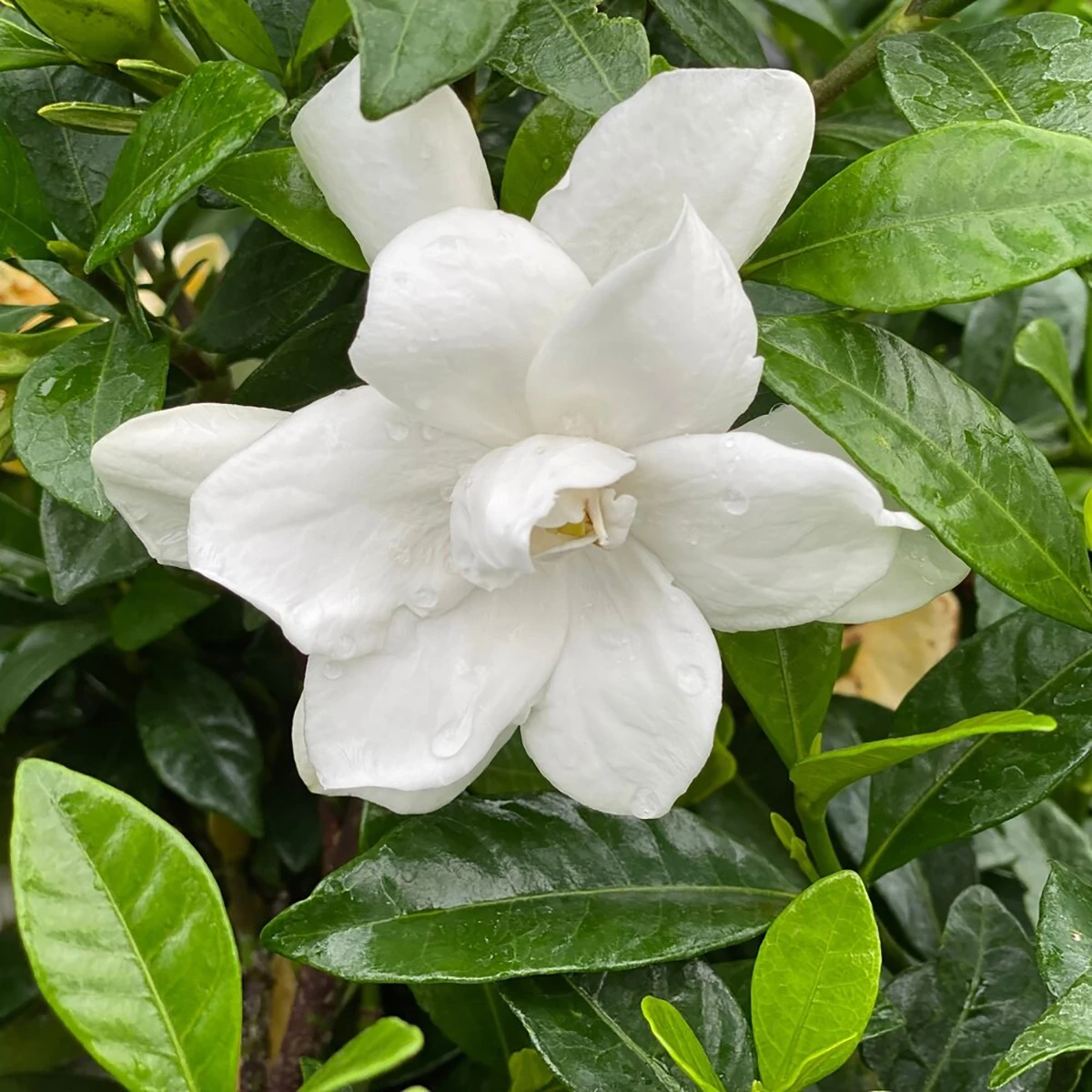 Pillow Talk® Gardenia Jasminoides - Proven Winners - 4" Pot 3 Pillow Talk® Gardenia Jasminoides - Proven Winners - 4" Pot - Image 3