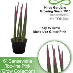 Make-Upz Glitter Pink Bamboo Shoots Snake Plant - Sansevieria - 6" Pot -Outlet Buds Grow Store pink34 2 89392.1690831073