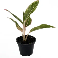 Rare Pink Siam Chinese Evergreen Plant - Aglaonema - Grows In Dim Light - 4" Pot