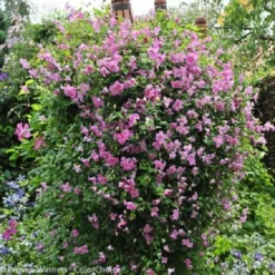 Pink Mink Clematis - 4" Pot - Proven Winners
