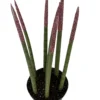 Make-Upz Glitter Pink Bamboo Shoots Snake Plant - Sansevieria - 6" Pot
