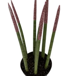 Make-Upz Glitter Pink Bamboo Shoots Snake Plant - Sansevieria - 6" Pot
