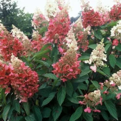 Pinky Winky ® Hydrangea Bush - Potted - Proven Winners - 4" Pot