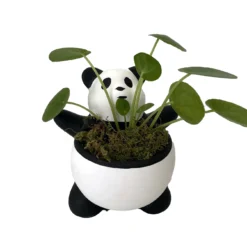 Best Seller -Outlet Buds Grow Store pnadamoney 34288.1697032130