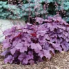 Coral Bells Pink Panther - Heuchera - Shade Perennial - Gallon Pot