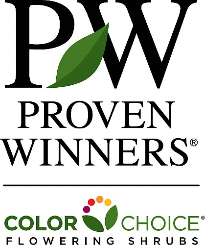 Summer Wine® Black Ninebark Shrub - NEW - Showy Flower - Hardy - Proven Winners 4 Summer Wine® Black Ninebark Shrub - NEW - Showy Flower - Hardy - Proven Winners - Image 4