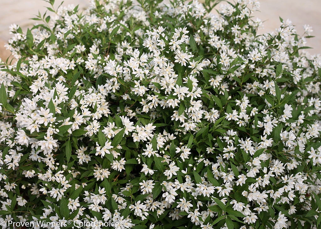 Yuki Snowflake™ - Deutzia - 4" Pot - Proven Winners 2 Yuki Snowflake™ - Deutzia - 4" Pot - Proven Winners - Image 2
