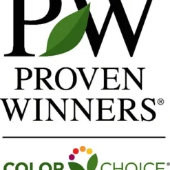 Paraplu Pink Ink® Hibiscus - Rose Of Sharon - Proven Winners - 4" Pot 11 Paraplu Pink Ink® Hibiscus - Rose Of Sharon - Proven Winners - 4" Pot -Outlet Buds Grow Store provenwinners421 12057.1615344721