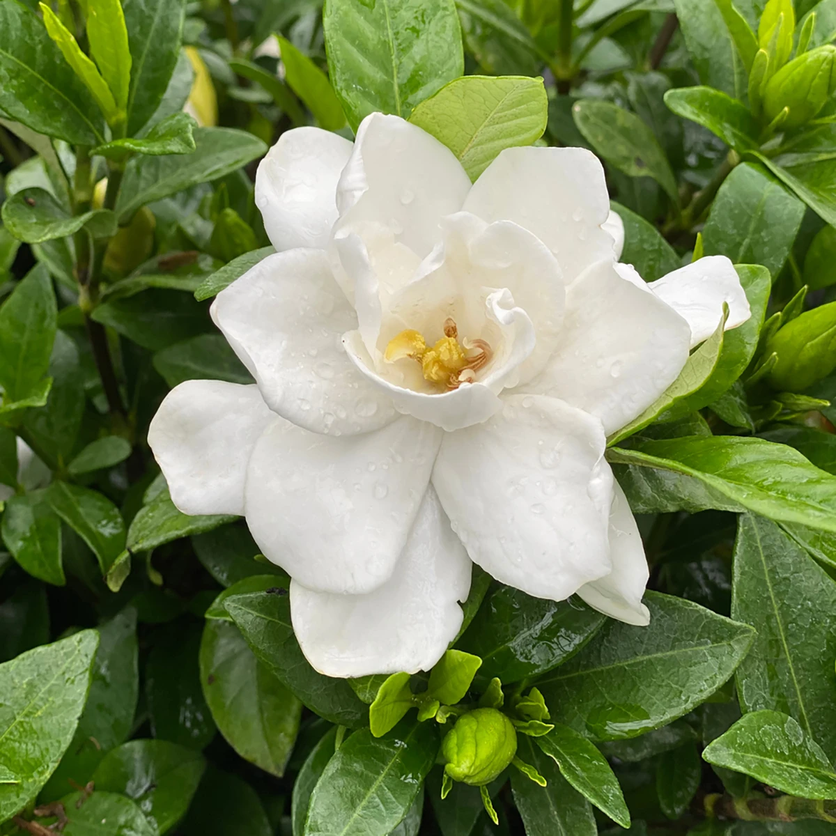 Pillow Talk® Gardenia Jasminoides - Proven Winners - 4" Pot 1 Pillow Talk® Gardenia Jasminoides - Proven Winners - 4" Pot