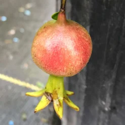 Peppy Le Pom™ - Pomegranate - Punica Granatum - 4" Pot 5 Peppy Le Pom™ - Pomegranate - Punica Granatum - 4" Pot -Outlet Buds Grow Store punica peppy le pom 3 1080 1080 60 23240.1615344712