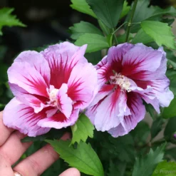 Purple Pillar® Hibiscus - 4" Pot - Rose Of Sharon - Proven Winners -Outlet Buds Grow Store purplepillar 62461.1615344635