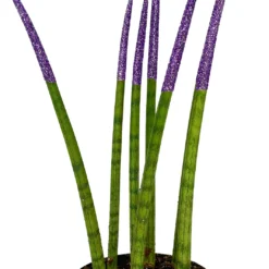 Make-Upz Glitter Purple Bamboo Shoots Snake Plant - Sansevieria - 6" Pot 5 Make-Upz Glitter Purple Bamboo Shoots Snake Plant - Sansevieria - 6" Pot -Outlet Buds Grow Store purpletips 40776.1690831071