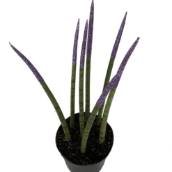 Make-Upz Glitter Purple Bamboo Shoots Snake Plant - Sansevieria - 6" Pot