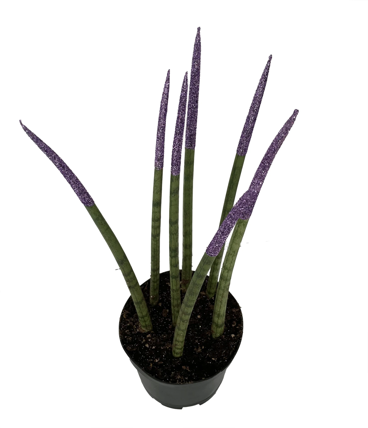 Make-Upz Glitter Purple Bamboo Shoots Snake Plant - Sansevieria - 6" Pot 1 Make-Upz Glitter Purple Bamboo Shoots Snake Plant - Sansevieria - 6" Pot