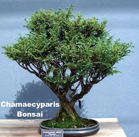 Soft Serve® False Cypress - Chamaecyparis - 4" Pot - Proven Winners 3 Soft Serve® False Cypress - Chamaecyparis - 4" Pot - Proven Winners - Image 3