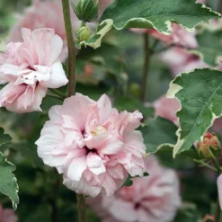 Sugar Tip® Hibiscus Rose Of Sharon - Creamy/White Tips - Proven Winners - 4" Pot