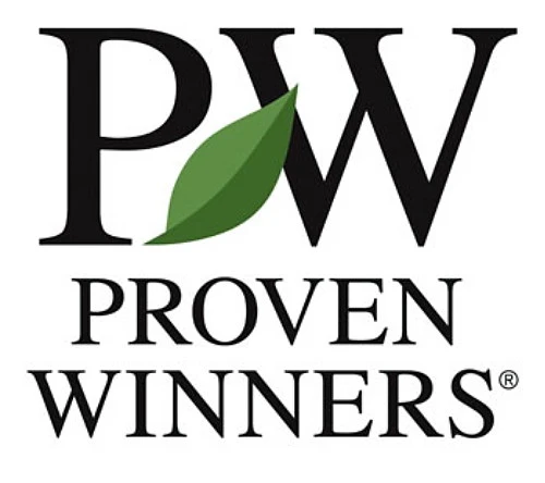 Castle Spire® Blue Holly - Ilex - 4" Pot - Proven Winners 5 Castle Spire® Blue Holly - Ilex - 4" Pot - Proven Winners - Image 5