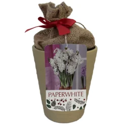 Ziva Paperwhite Growing Kit Gold Ceramic Pot - 3 Bulbs/Pot/Planting Medium