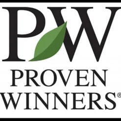 Glitters & Glows® Arrowwood Viburnum Shrub - Proven Winners - 4" Pot 7 Glitters & Glows® Arrowwood Viburnum Shrub - Proven Winners - 4" Pot -Outlet Buds Grow Store pwinnerslogo20copy 14383.1690932461