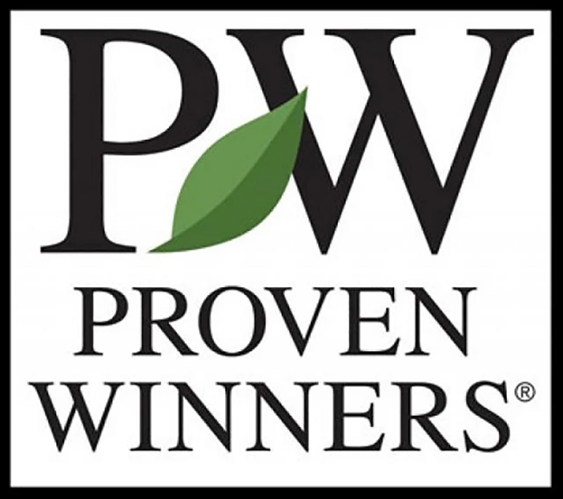 Pillow Talk® Gardenia Jasminoides - Proven Winners - 4" Pot 4 Pillow Talk® Gardenia Jasminoides - Proven Winners - 4" Pot - Image 4