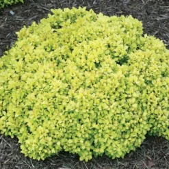 SUNJOY® Mini Saffron Berberis Thunbergii 'Kasia' PPAF - Proven Winners - 4" Pot