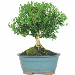 NEWGEN FREEDOM® Boxwood - 4" Pot - Buxus - Indoors Or Out -Outlet Buds Grow Store r 27566.1648736588