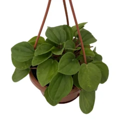 Rana Verde Rippled Peperomia Chinese Money Plant - 4" Mini Hanging Basket