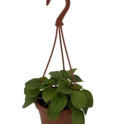 Best Seller -Outlet Buds Grow Store ranver4mhb 74074.1693757868